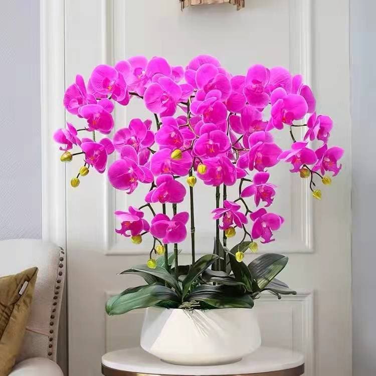 Phalaenopsis flower pot potted flower buds of flowers and buds of plant bands all year round, continuous indoor flowers and green plants are easy to live 1