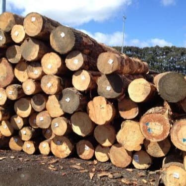 Timber engineering construction timber white pine hemlock sleepers pad wood construction site support formwork pine building formwork plywood 3