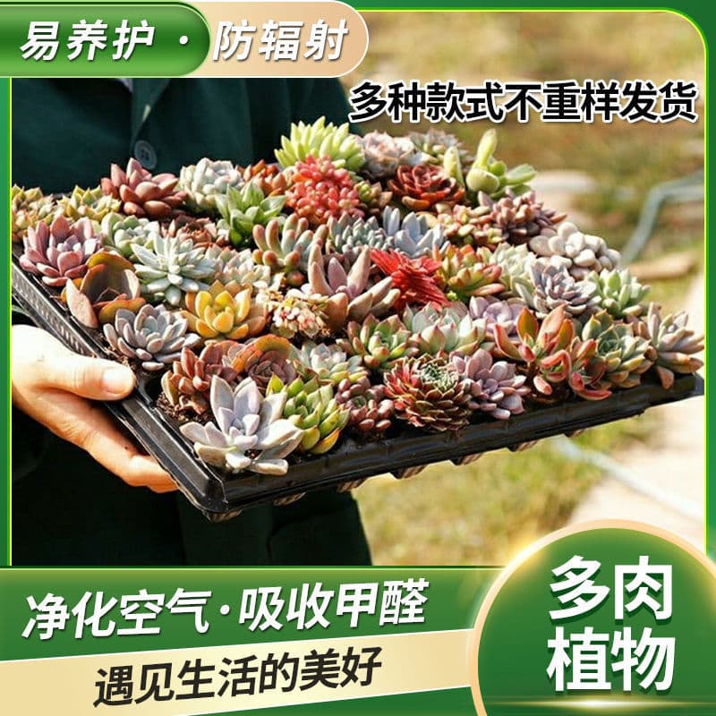 Succulent plants flowers succulent flowerpot combination potted plants indoor novice DIY planting package succulent potted plants 2