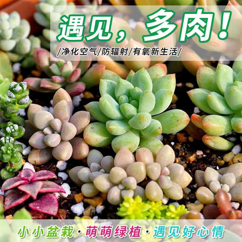 Succulent plants flowers succulent flowerpot combination potted plants indoor novice DIY planting package succulent potted plants 3