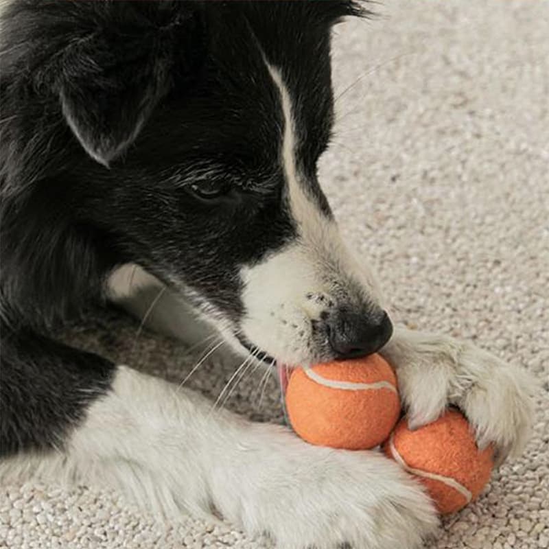 Dog toy ball self -relieving stuffy artifact Pet Pets Golden Mao Corki Black Get Mogo Tennis Dogs 3