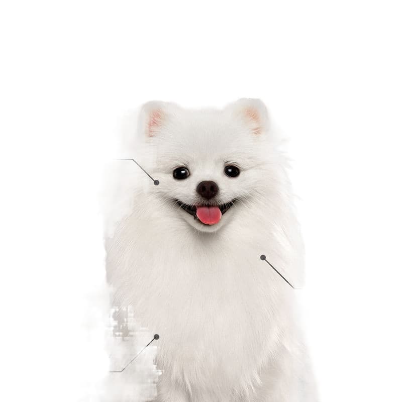 Pomeranian freeze-dried dog food puppies adult small dog hairy tear marks Teddy Corgi universal dog food 5