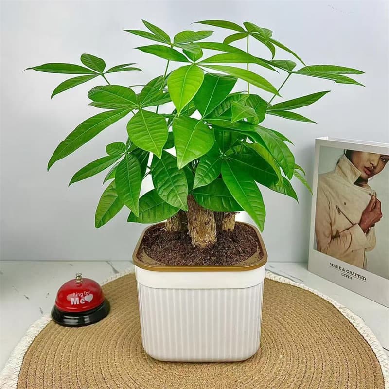 Facai tree potted plants indoor flowers and plants indoor flowers and green plants indoor living room trees good for small potted plants wholesale 2