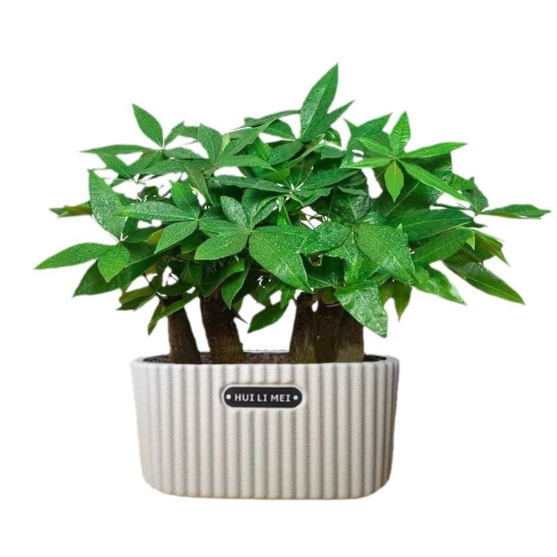 Facai tree potted plants indoor flowers and plants indoor flowers and green plants indoor living room trees good for small potted plants wholesale 5