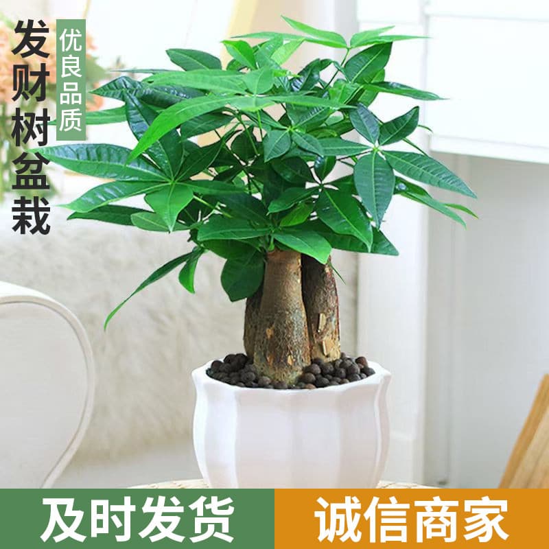 Facai tree potted plants indoor flowers and plants indoor flowers and green plants indoor living room trees good for small potted plants wholesale 1