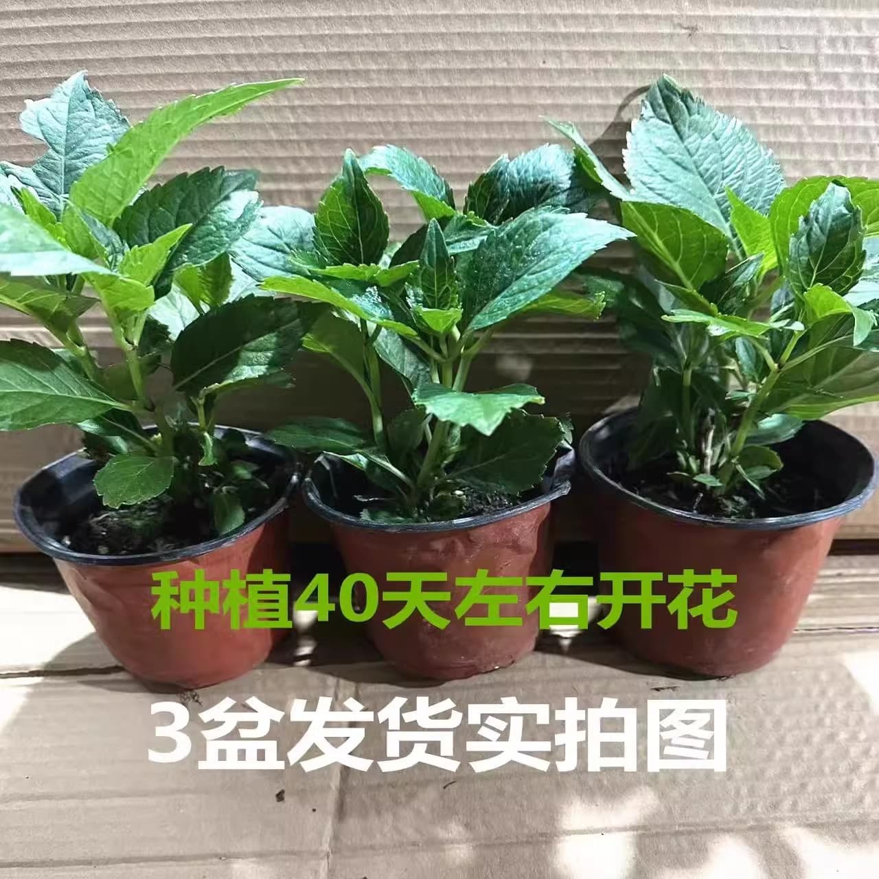 Hydrangea seedlings endless summer flowers and good cultivation wholesale all seasons. Potted flowers and plants are easy to nourish indoors 2