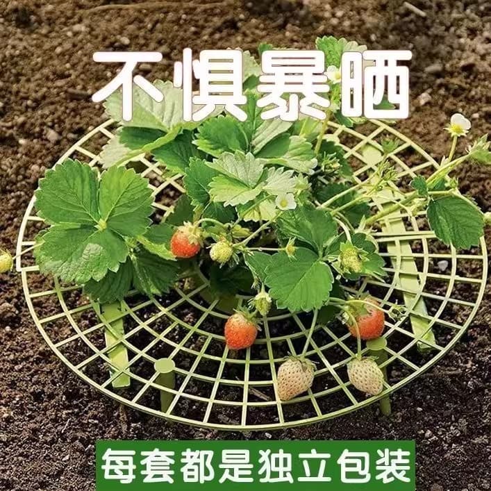 Family strawberry planting bracket bracket anti -corrosion rot and anti -falling simplicity support shelf frame art and flower tray standing artifact 2