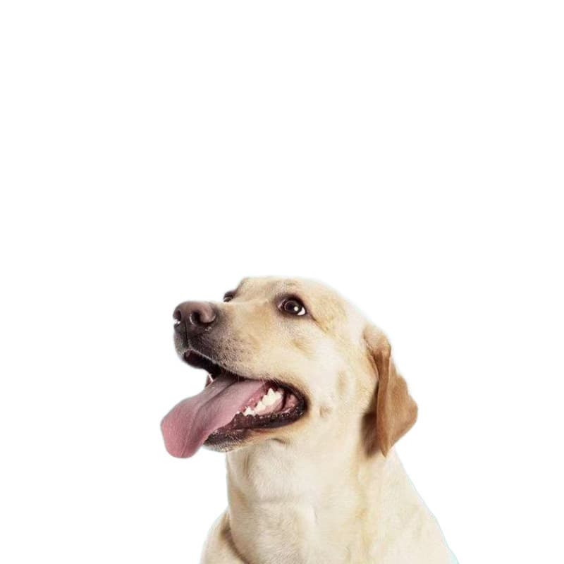 Dog food 100 catties of large bags universal large packaging 40 pounds of earth dog stray dog ​​Huskic puppies wholesale 5