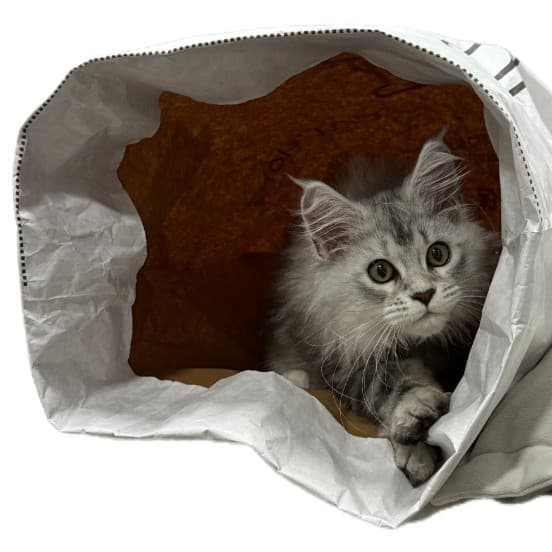 Feng Korean pet cat kennel, hide and seek, large kraft paper bag, ringing paper cat kennel, chewable cat kennel 5