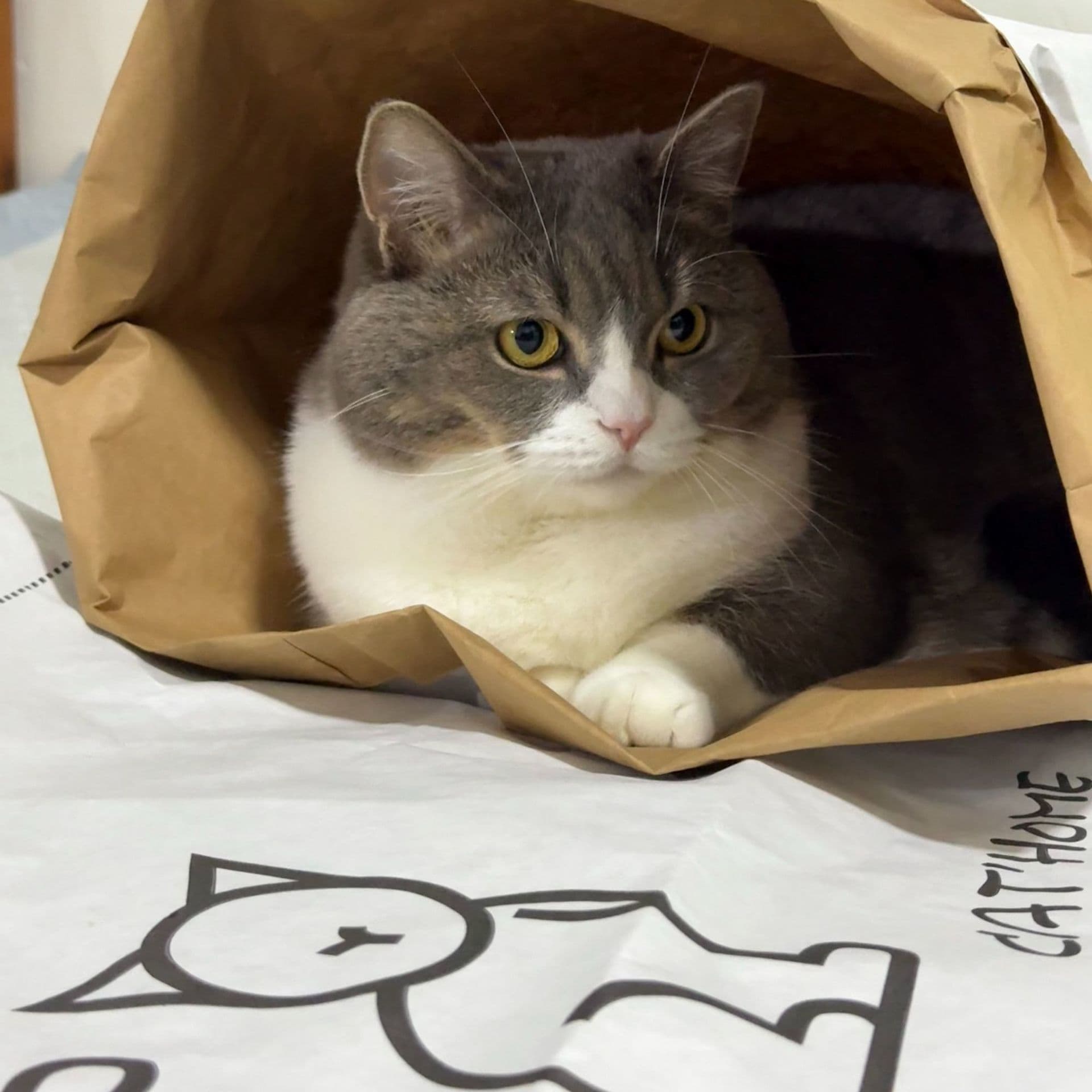 Feng Korean pet cat kennel, hide and seek, large kraft paper bag, ringing paper cat kennel, chewable cat kennel 1