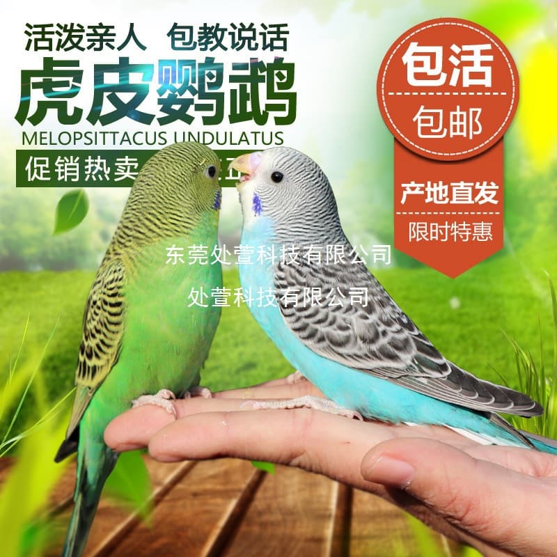 Parrot Living Bird Live Tiger Parrot Bird Living Birds Learn Bird Living Bird Pets Small and Small Parrot