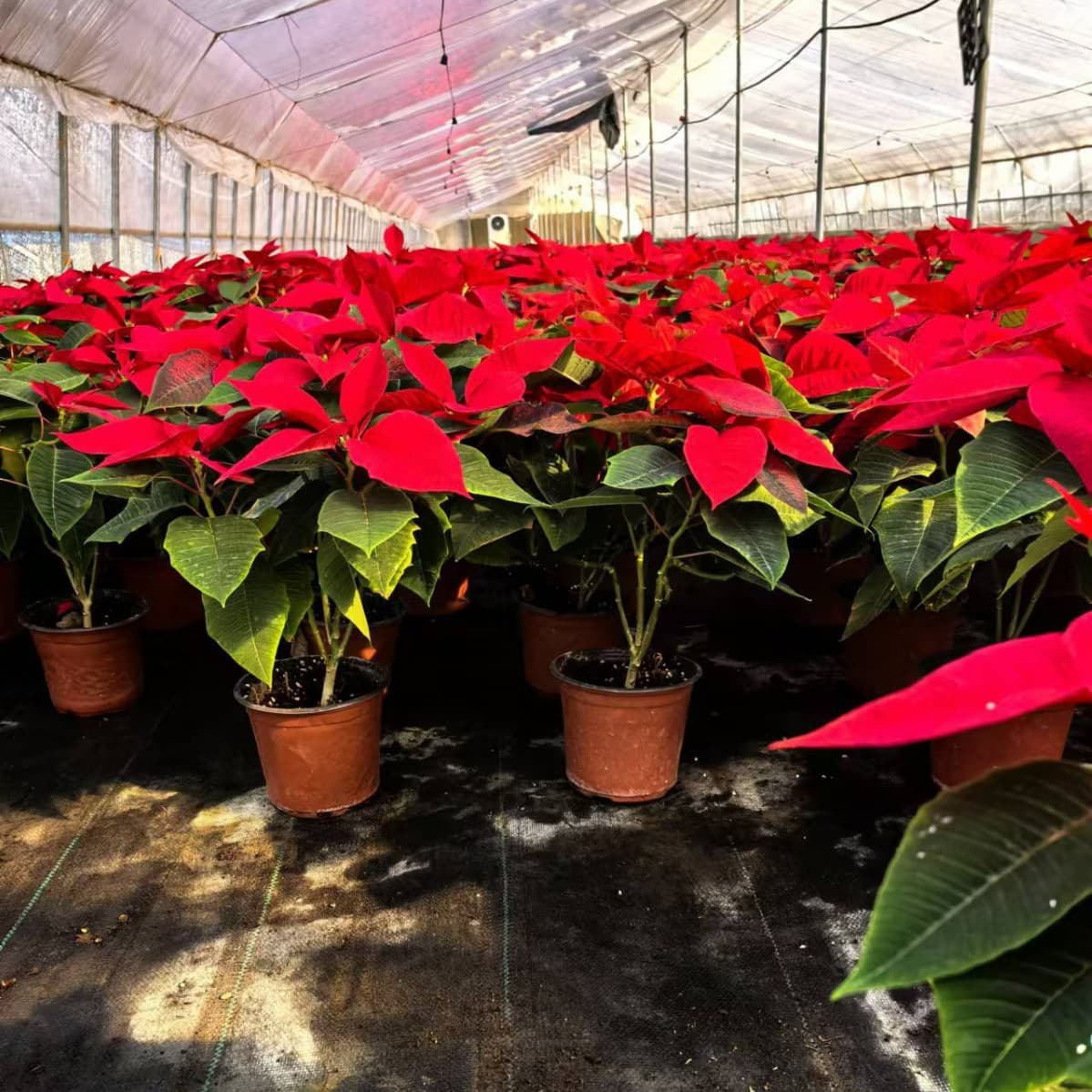 Poinsettia Indoor Flowers Festive Plants Flat-headed Red Seedlings Wholesale Poinsettia Potted Christmas Flower Plants Indoor 3
