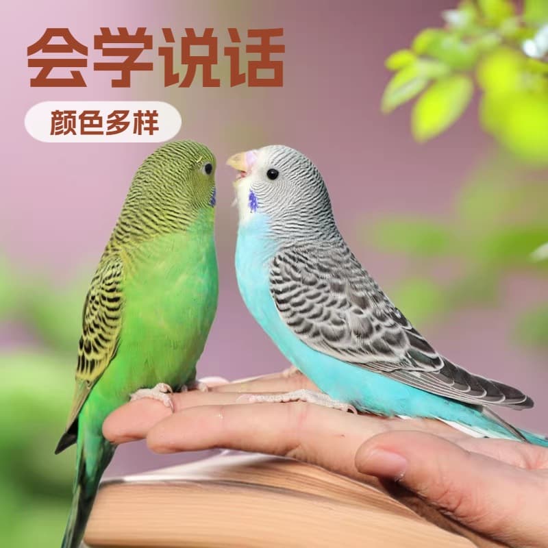 Parrot Living Bird Live Tiger Parrot Bird Living Birds Learn Bird Living Bird Pets Small and Small Parrot