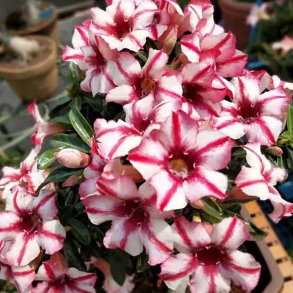 Four-season flowers desert rose potted double-petal balcony flowers and green plants succulent with buds old pile bonsai indoor 2