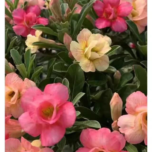 Four-season flowers desert rose potted double-petal balcony flowers and green plants succulent with buds old pile bonsai indoor 3