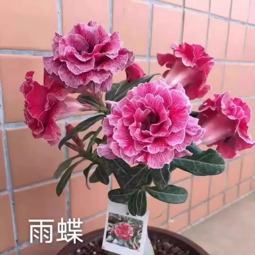 Four-season flowers desert rose potted double-petal balcony flowers and green plants succulent with buds old pile bonsai indoor 4