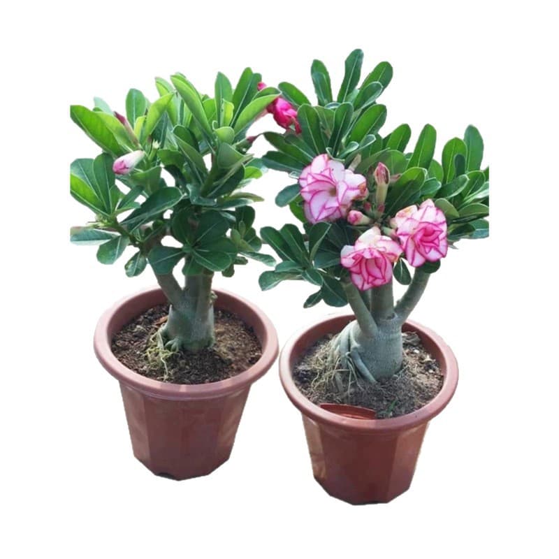 Four-season flowers desert rose potted double-petal balcony flowers and green plants succulent with buds old pile bonsai indoor 5