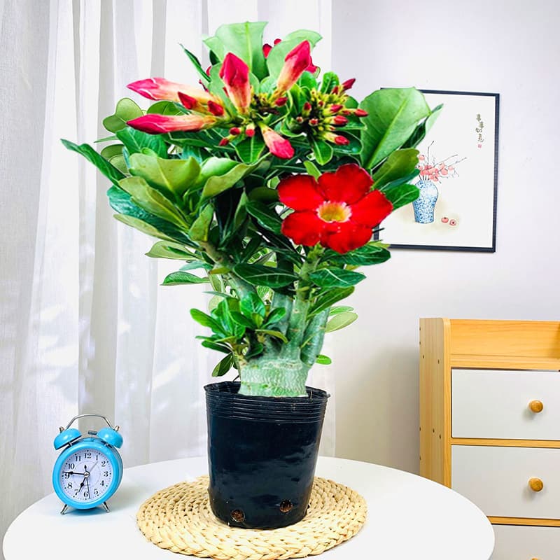 Four-season flowers desert rose potted double-petal balcony flowers and green plants succulent with buds old pile bonsai indoor 6