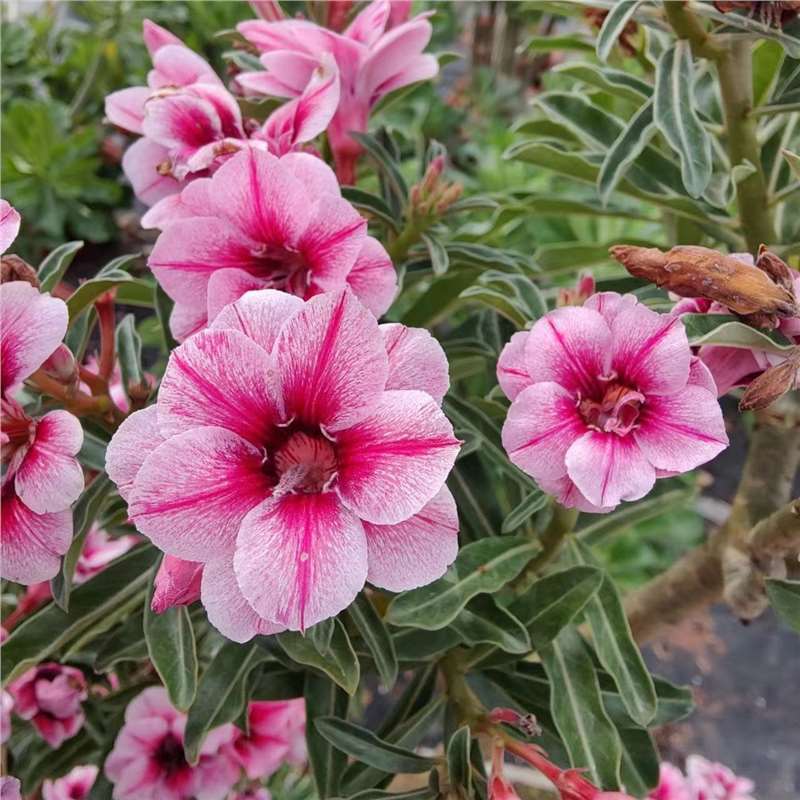 Four-season flowers desert rose potted double-petal balcony flowers and green plants succulent with buds old pile bonsai indoor 7
