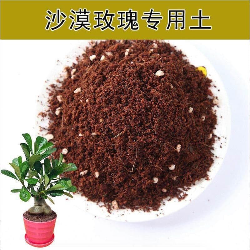 Four-season flowers desert rose potted double-petal balcony flowers and green plants succulent with buds old pile bonsai indoor 8