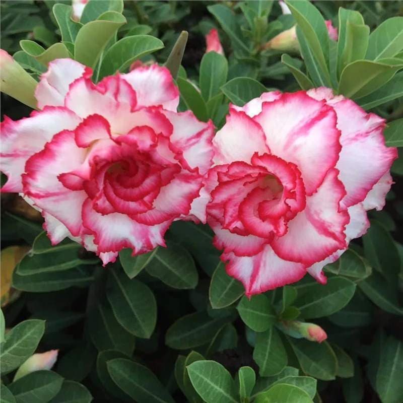 Four-season flowers desert rose potted double-petal balcony flowers and green plants succulent with buds old pile bonsai indoor 9
