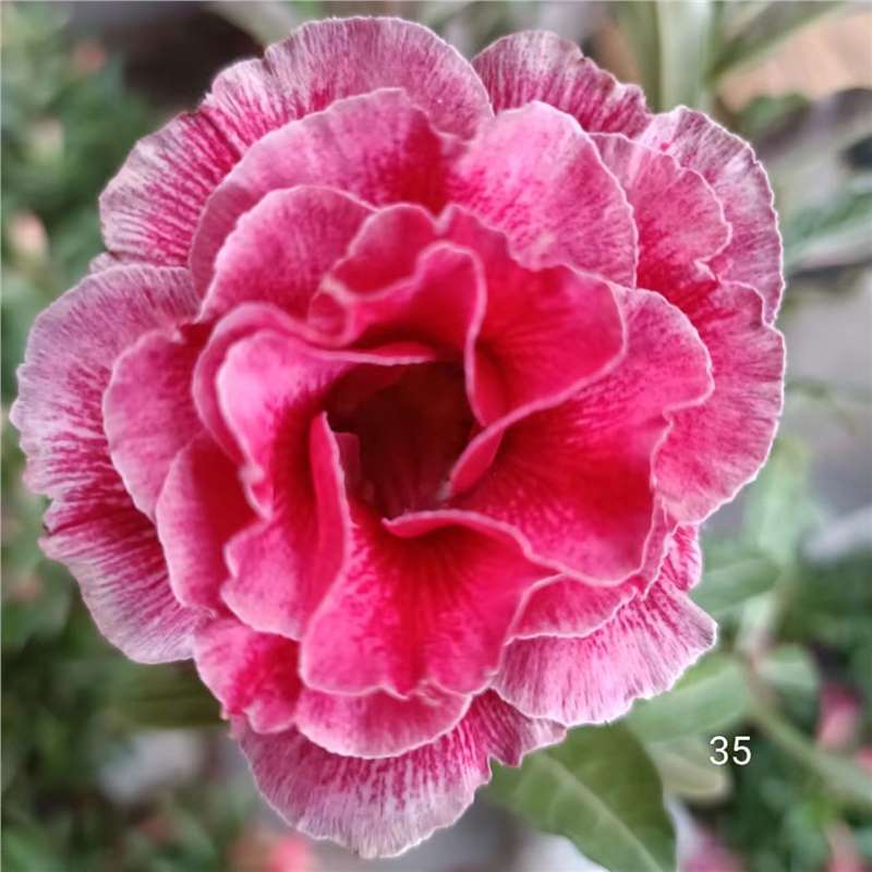 Four-season flowers desert rose potted double-petal balcony flowers and green plants succulent with buds old pile bonsai indoor 10