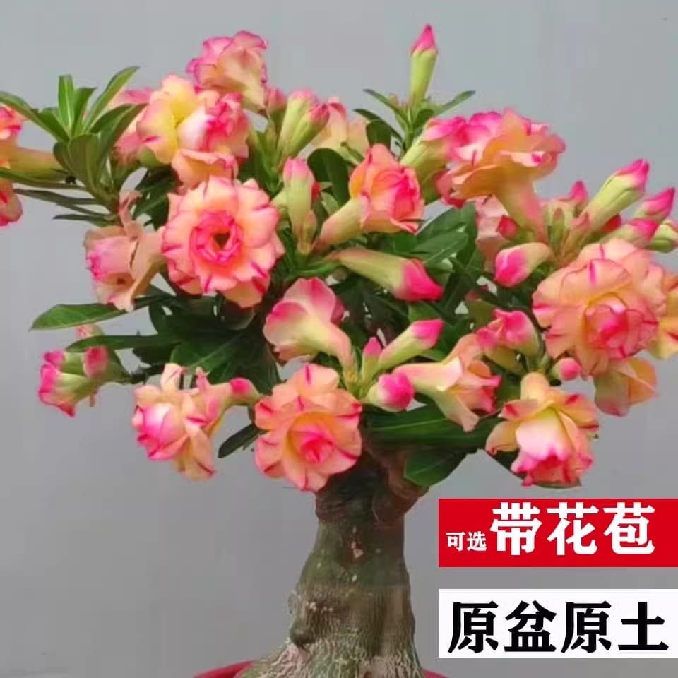 Four-season flowers desert rose potted double-petal balcony flowers and green plants succulent with buds old pile bonsai indoor 1