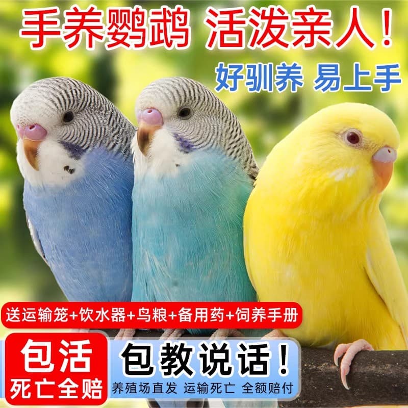 Parrot Living Bird Tiger Parrot Bird Birds Learn Birds Hand -raising Pets Small Parrot, One Mother
